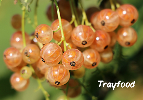 Opal Fruits